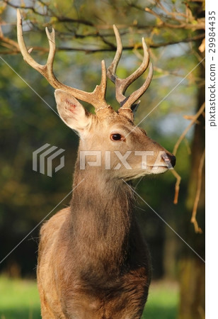 Red deer portrait 29984435