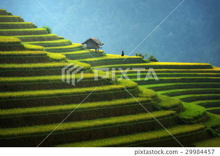 Rice fields on terraced in rainny season  29984457