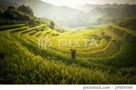 Farmer in Rice fields on terraced in rainny season Farmer in Rice fields on terraced in rainny season 29984566