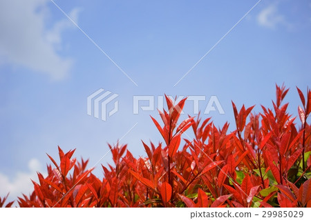 Benicarptera柵欄4 Benicarptera柵欄4 29985029