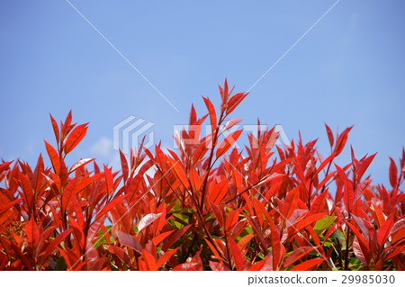 Benicarpae圍欄5 Benicarpae圍欄5 29985030