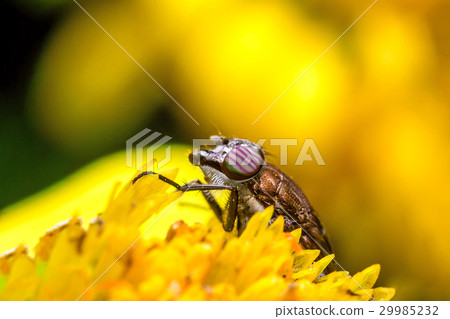 Eristalis Pertinax 29985232