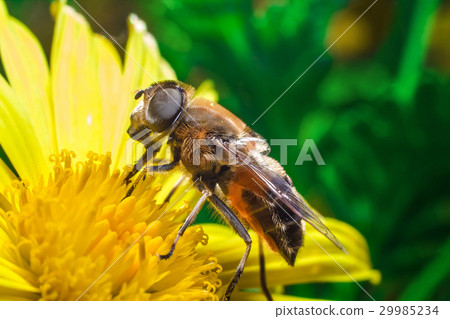 Eristalis Pertinax Eristalis Pertinax 29985234