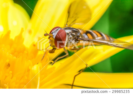 Eristalis Pertinax 29985235