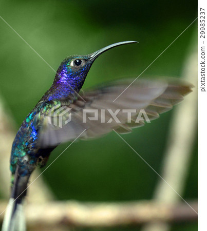 Hummingbird 29985237