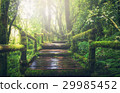 Wooden bridge in tropical rain forest 29985452