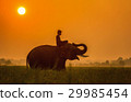 Elephant are a happy on field with bulldozers  29985454