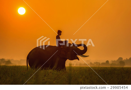 Elephant are a happy on field with bulldozers  29985454