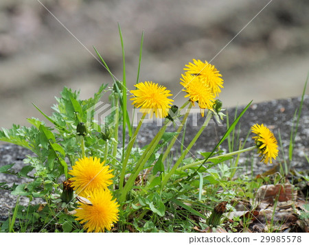 西方蒲公英花 29985578
