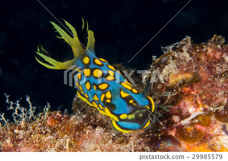 Sagami Ryugu Umiji Sagami Ryugu Umiji 29985579