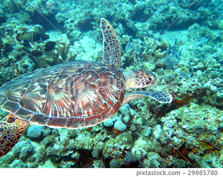 Hawksbill sea turtle current on coral reef island Hawksbill sea turtle current on coral reef island 29985780