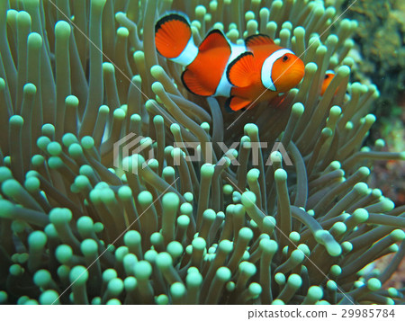 Orange nemo clown fish  29985784