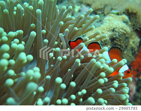Orange nemo clown fish 29985785