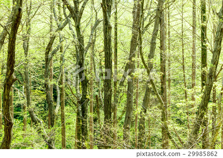 新鮮的綠樹 新鮮的綠樹 29985862