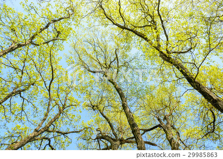 新鮮的綠樹 新鮮的綠樹 29985863