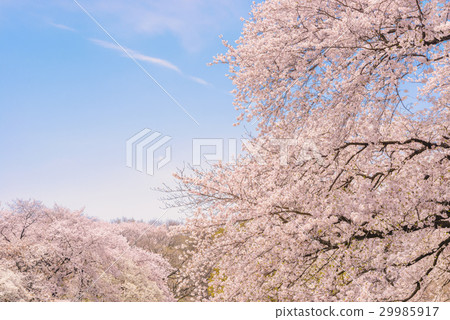 櫻花。一棵符號花樹在日本。 櫻花。一棵符號花樹在日本。 29985917