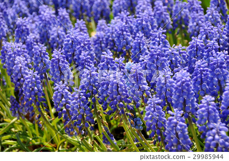 Muscari Muscari 29985944