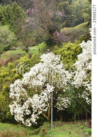 [Nara Prefecture, Taira-gun] Spring-blooming village 29986177