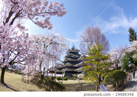 Shinshu Matsumoto的國寶被春天的櫻桃松本包圍鑄造現有12個Tensoi Matsumoto旅遊中心之一 Shinshu Matsumoto的國寶被春天的櫻桃松本包圍鑄造現有12個Tensoi Matsumoto旅遊中心之一 29986348