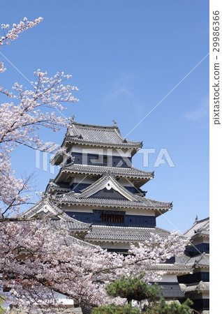 Shinshu Matsumoto的國寶被春天的櫻桃松本包圍鑄造現有12個Tensoi Matsumoto旅遊中心之一 Shinshu Matsumoto的國寶被春天的櫻桃松本包圍鑄造現有12個Tensoi Matsumoto旅遊中心之一 29986366