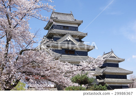 Shinshu Matsumoto的國寶被春天的櫻桃松本包圍鑄造現有12個Tensoi Matsumoto旅遊中心之一 Shinshu Matsumoto的國寶被春天的櫻桃松本包圍鑄造現有12個Tensoi Matsumoto旅遊中心之一 29986367