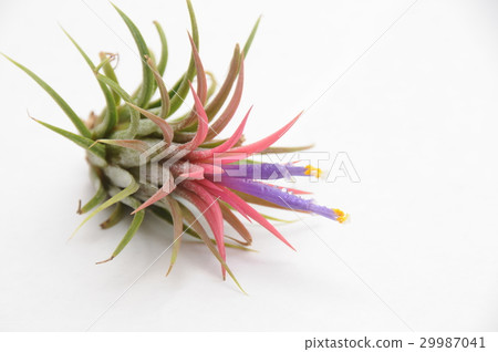 Air plants flower of Ionanta Air plants flower of Ionanta 29987041