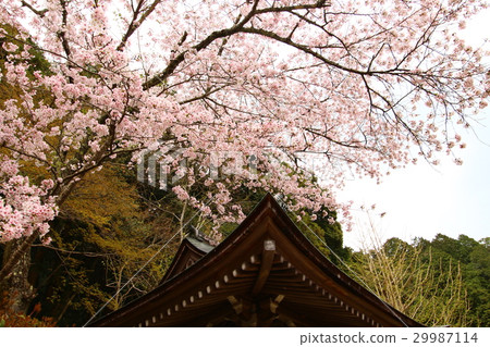 Azuchi castle ruins (cherry blossoms) 29987114