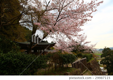 安土城遺址（櫻花） 29987115