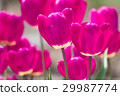 Violet tulip flowers spring background 29987774
