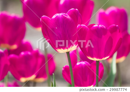 Violet tulip flowers spring background 29987774
