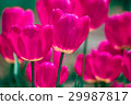 Pink and violet tulip flowers 29987817