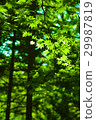 Green maple leaves forest background 29987819