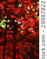 Autumn red maple leaves background 29987822