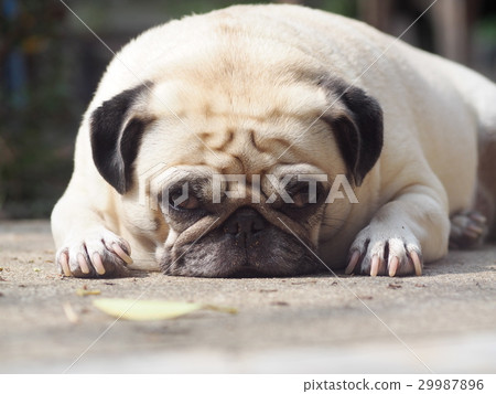 lovely lonely white fat cute pug dog sun bathing lovely lonely white fat cute pug dog sun bathing 29987896