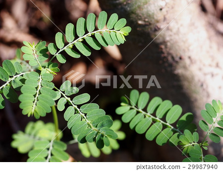 plant leaves young growth shallow depth of field plant leaves young growth shallow depth of field 29987940