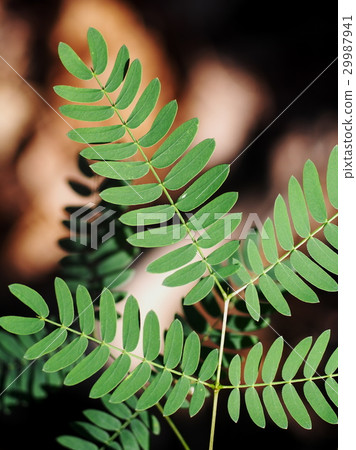 plant leaves young growth shallow depth of field plant leaves young growth shallow depth of field 29987941
