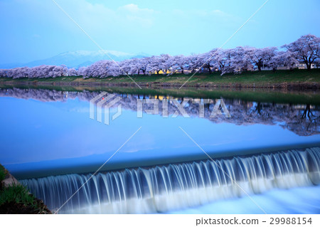 Cherry blossom trees at dawn 29988154