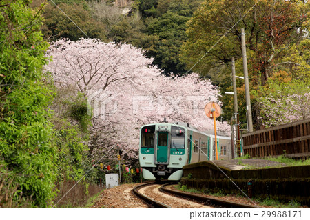 Sakura at the station 29988171