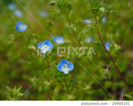 Persian speedwell 29988181