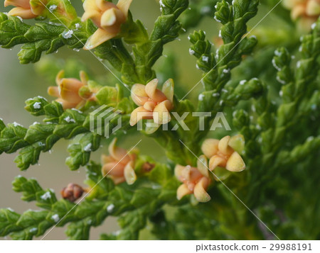 Flower of conote fish Flower of conote fish 29988191