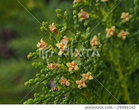 Flower of conote fish 29988192