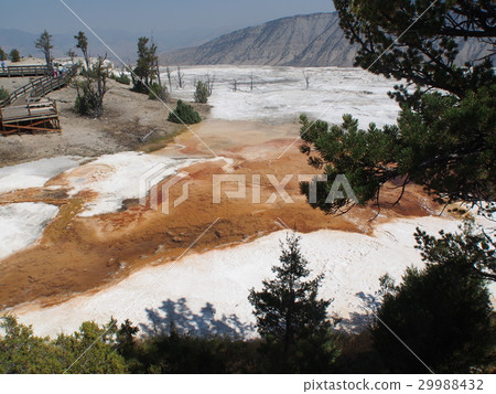 Mammoth Hot Springs 29988432