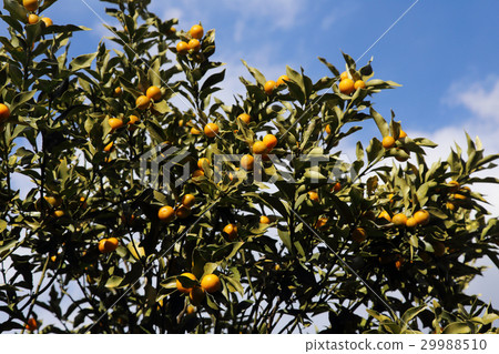 Kanji Kanji 29988510