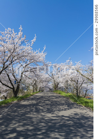  Cherry blossoms and blue sky 29988566