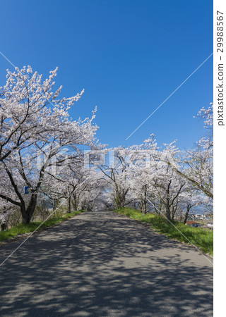  Cherry blossoms and blue sky 29988567