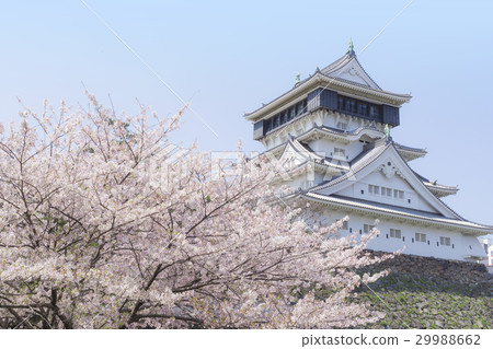 Image of spring _ Cherry blossoms and castle 29988662