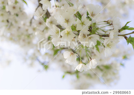 春天_櫻花的形象 29988663