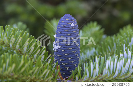 Korean fir cone close-up 29988705