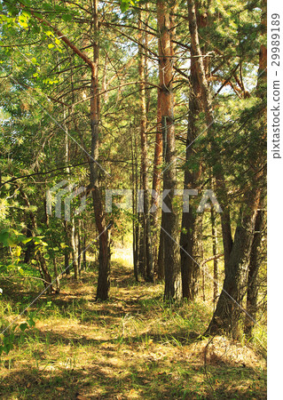 coniferous forest 29989189