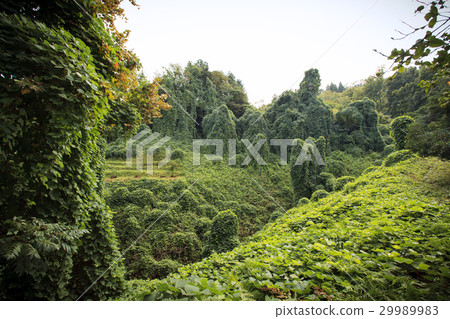 Batumi Botanical Park 29989983